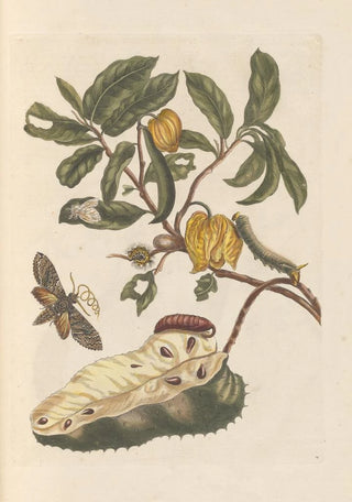 Maria Sibylla Merian - Dissertation sur la generation et les transformations des insectes de Surinam Pl02.webp