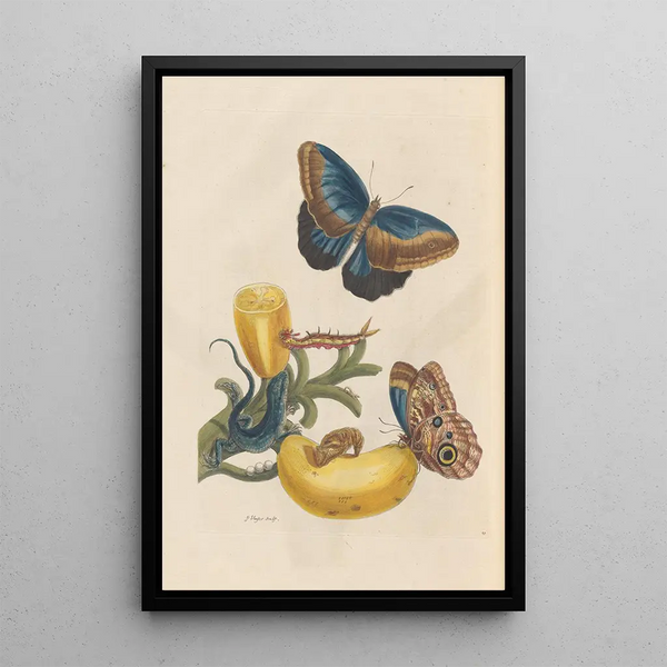 Dissertation über die Entstehung und Transformationen der Insekten von Surinam Pl05 - Maria Sibylla Merian — gerahmtes Bild an der Wand