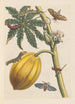 Dissertation über die Entstehung und die Transformationen der Insekten von Surinam Pl09 - Maria Sibylla Merian — Ansicht des Kunstwerks