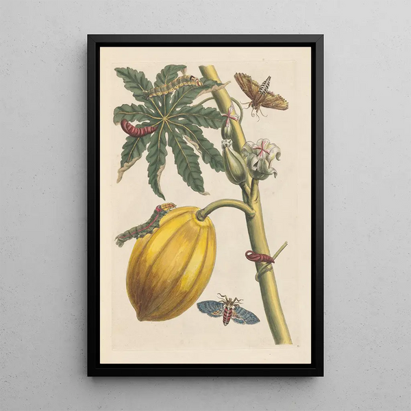 Dissertation über die Entstehung und die Transformationen der Insekten von Surinam Pl09 - Maria Sibylla Merian — gerahmtes Bild an der Wand