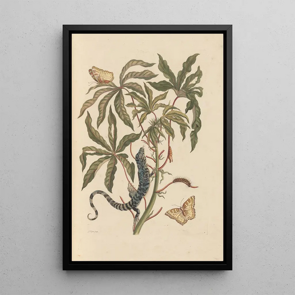 Dissertation über die Entstehung und die Transformationen der Insekten von Surinam Pl11 - Maria Sibylla Merian — gerahmtes Bild an der Wand