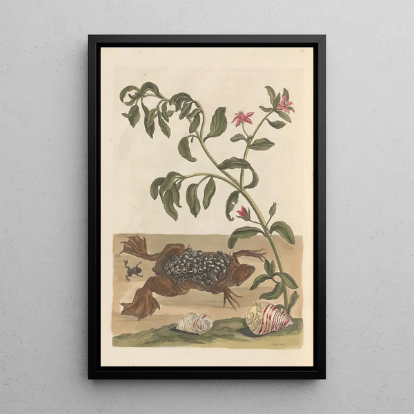 Dissertation über die Entstehung und die Transformationen der Insekten von Surinam Pl13 - Maria Sibylla Merian — gerahmtes Bild an der Wand