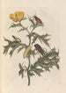 Dissertation über die Entstehung und die Transformationen der Insekten von Surinam Pl14 - Maria Sibylla Merian — Ansicht des Kunstwerks