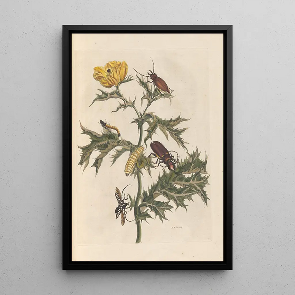 Dissertation über die Entstehung und die Transformationen der Insekten von Surinam Pl14 - Maria Sibylla Merian — gerahmtes Bild an der Wand