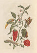 Dissertation über die Entstehung und die Transformationen der Insekten von Surinam Pl15 - Maria Sibylla Merian — Ansicht des Kunstwerks