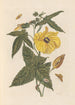 Dissertation über die Entstehung und die Transformationen der Insekten von Surinam Pl20 - Maria Sibylla Merian — Ansicht des Kunstwerks