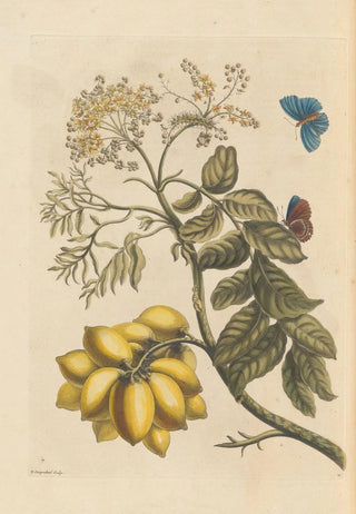 Maria Sibylla Merian - Dissertation sur la generation et les transformations des insectes de Surinam Pl24.webp