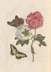 Dissertation sur la génération et les transformations des insectes de Surinam Pl25 - Maria Sibylla Merian — Ansicht des Kunstwerks