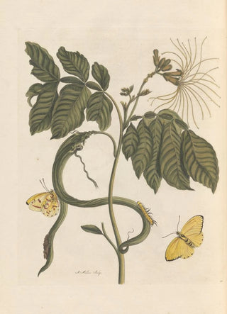 Maria Sibylla Merian - Dissertation sur la generation et les transformations des insectes de Surinam Pl28.webp