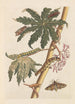 Dissertation sur la génération et les transformations des insectes de Surinam Pl30 - Maria Sibylla Merian — Ansicht des Kunstwerks