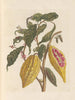 Dissertation über die Entstehung und die Transformationen der Insekten von Surinam Pl33 - Maria Sibylla Merian — Ansicht des Kunstwerks