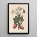 Dissertation über die Entstehung und die Transformationen der Insekten von Surinam Pl36 - Maria Sibylla Merian — gerahmtes Bild an der Wand
