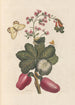 Dissertation über die Entstehung und die Transformationen der Insekten von Surinam Pl36 - Maria Sibylla Merian — Ansicht des Kunstwerks