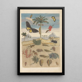 Maria Sibylla Merian - Dissertation sur la generation et les transformations des insectes de Surinam Pl43.webp