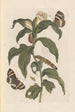 Dissertation über die Entstehung und die Transformationen der Insekten von Surinam Pl44 - Maria Sibylla Merian — Ansicht des Kunstwerks