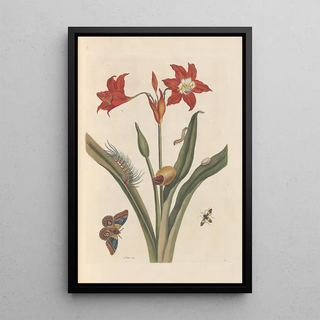 Maria Sibylla Merian - Dissertation sur la generation et les transformations des insectes de Surinam Pl47.webp