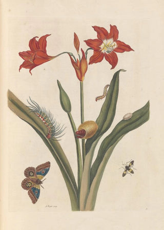 Maria Sibylla Merian - Dissertation sur la generation et les transformations des insectes de Surinam Pl47.webp