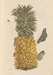 Dissertation über die Entstehung und die Transformationen der Insekten von Surinam Pl52 - Maria Sibylla Merian — Ansicht des Kunstwerks