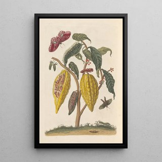 Maria Sibylla Merian - Dissertation sur la generation et les transformations des insectes de Surinam Pl59.webp