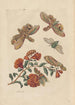 Dissertation über die Entstehung und die Transformationen der Insekten von Surinam Pl60 - Maria Sibylla Merian — Ansicht des Kunstwerks