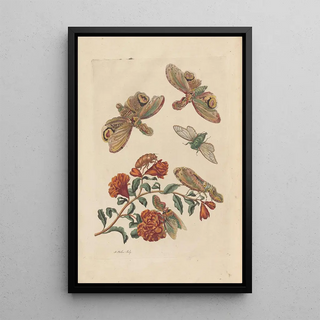 Maria Sibylla Merian - Dissertation sur la generation et les transformations des insectes de Surinam Pl60.webp