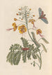Dissertation sur la génération et les transformations des insectes de Surinam Pl61 - Maria Sibylla Merian — Ansicht des Kunstwerks