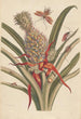 Dissertation über die Entstehung und die Transformationen der Insekten von Surinam Pl64 - Maria Sibylla Merian — Ansicht des Kunstwerks