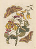 Dissertation über die Entstehung und die Transformationen der Insekten von Surinam Pl68 - Maria Sibylla Merian — Ansicht des Kunstwerks