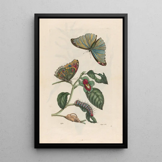 Maria Sibylla Merian - Neflier.webp