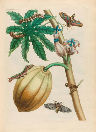 Maria Sibylla Merian - Papaya.webp