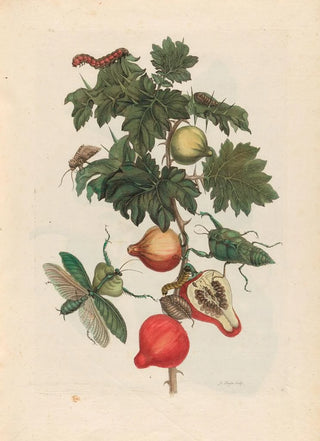 Maria Sibylla Merian - Pomme de Sodome.webp