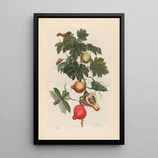 Maria Sibylla Merian - Pomme de Sodome.webp