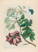 Prunier d'Amérique - Maria Sibylla Merian — Ansicht des Kunstwerks