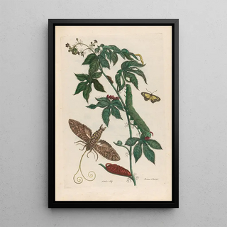 Maria Sibylla Merian - Ricinus dAmerique.webp