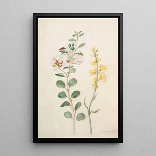 Maria Sibylla Merian - Study of Capers Gorse and a Beetle.webp