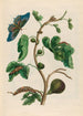 Goyave blanche - Maria Sibylla Merian — Ansicht des Kunstwerks