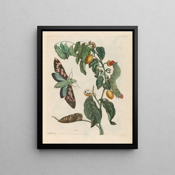 Maria Sibylla Merian - Zursak.webp