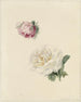 Studien einer rosa und einer weißen Rose - Marie Louise Praetorius — Ansicht des Kunstwerks