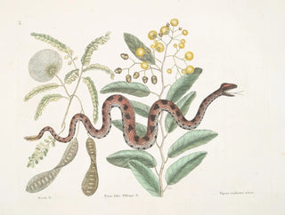 Mark Catesby - Acacia c Frutor Frutex foliis oblongis c Vipera caudisona minor The Small RattleSnake.webp