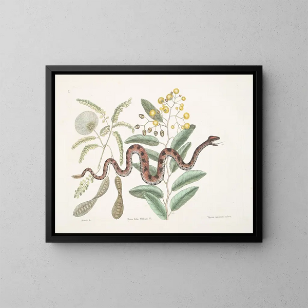 Akazie und Obstbaum, Obstgarten mit länglichen Blättern und Klapperschlange mit kleiner Schwanzgabel - Mark Catesby — gerahmtes Bild an der Wand