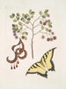 Akazie mit größeren Blättern Papilio Journal zunächst das größte - Mark Catesby — Ansicht des Kunstwerks