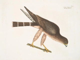 Der Turmfalke der Palombe - Mark Catesby — Ansicht des Kunstwerks