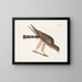 Der Turmfalke der Palombe - Mark Catesby — gerahmtes Bild an der Wand