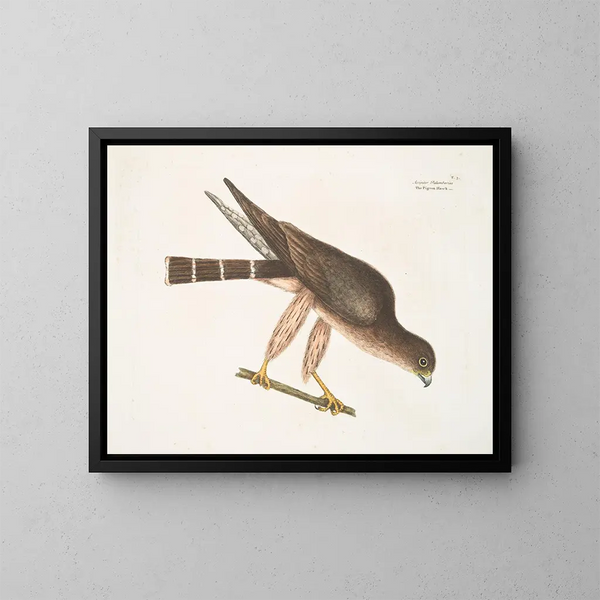 Der Turmfalke der Palombe - Mark Catesby — gerahmtes Bild an der Wand