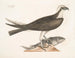 Der falke fischer - Mark Catesby — Ansicht des Kunstwerks