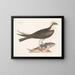 Der falke fischer - Mark Catesby — gerahmtes Bild an der Wand