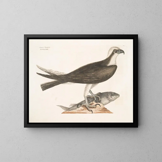 Mark Catesby - Accipiter Piscatorius The Fishing Hawk.webp