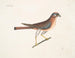 Der kleine Falke - Mark Catesby — Ansicht des Kunstwerks