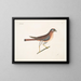 Der kleine Falke - Mark Catesby — gerahmtes Bild an der Wand