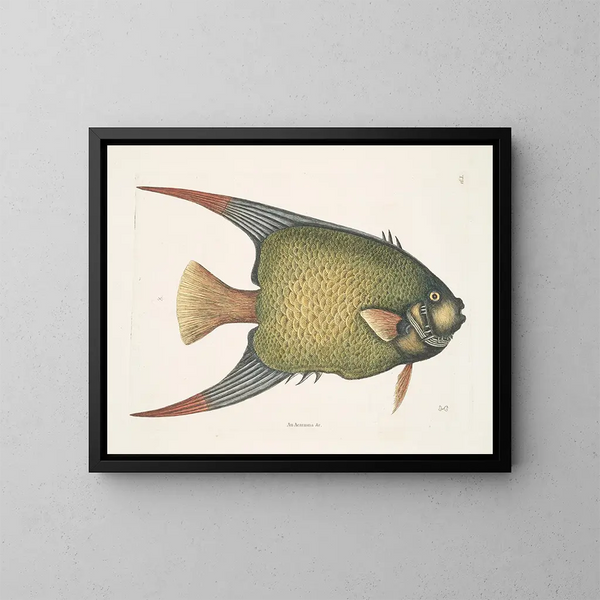 Ein Arauna und der Engelshai - Mark Catesby — gerahmtes Bild an der Wand